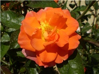 657395d0-Picture 3101.jpg
